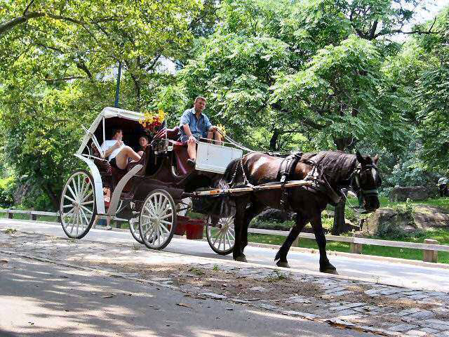 horse drawn carriage in Central Park