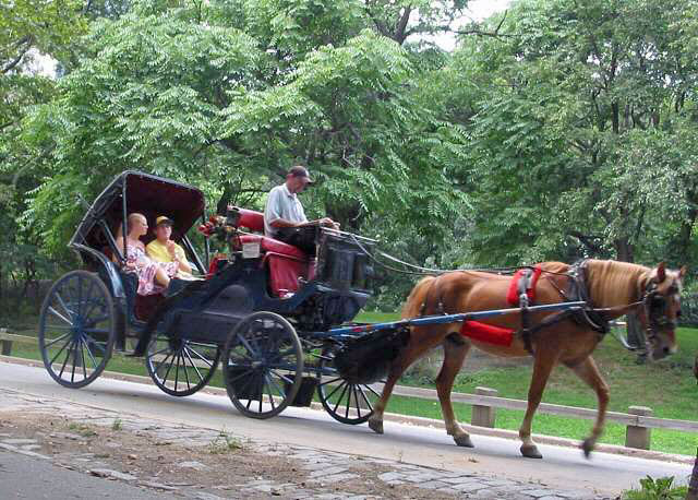 horse drawn carriage in Central Park