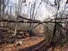 start down the nature trail path