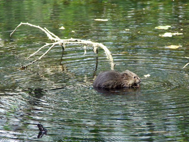 Muskrat at Ecotarium in Worcester